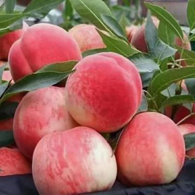 蜜桃批發新亮點 甘肅天水秦安蜜桃4.00元/斤，成熟上市正當時