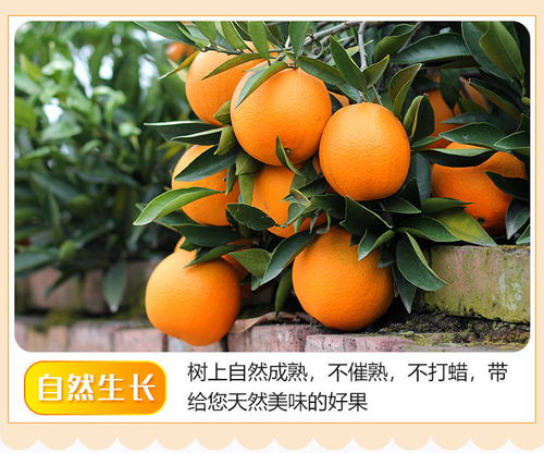 高山臍橙 一瓣入口，滿口自然的清甜
